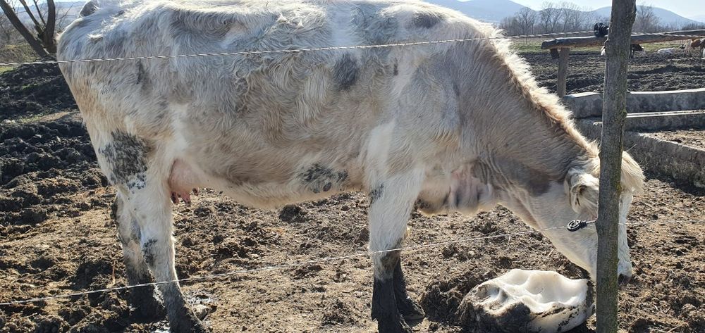 Vând vacă la a doua fătare