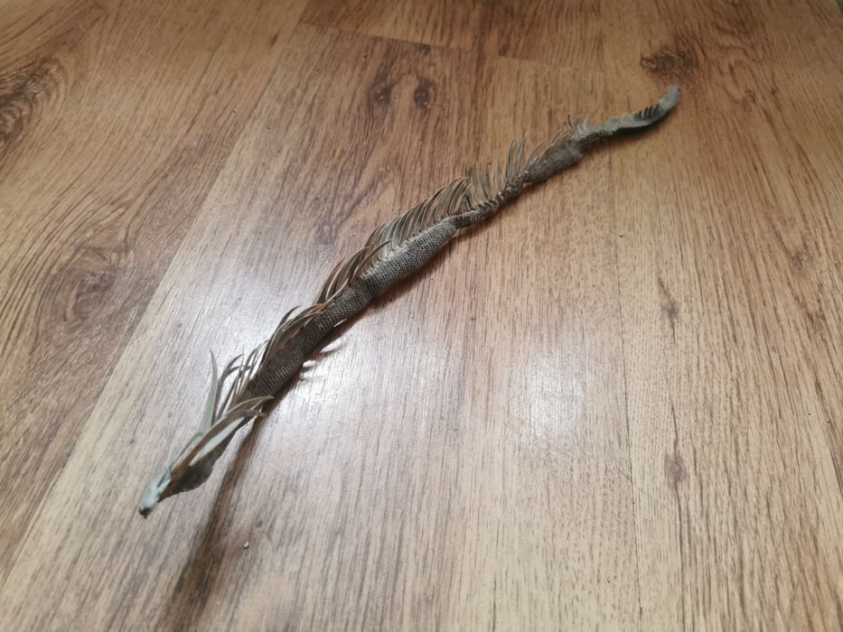 Creastă Igoana Salbatica