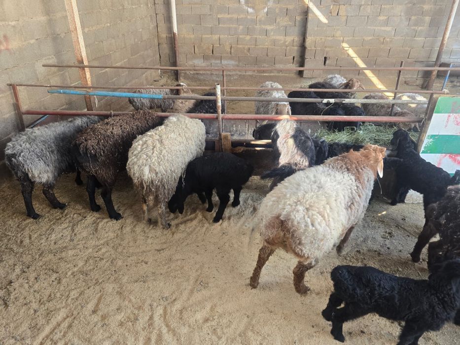 Баран , кои ешкы