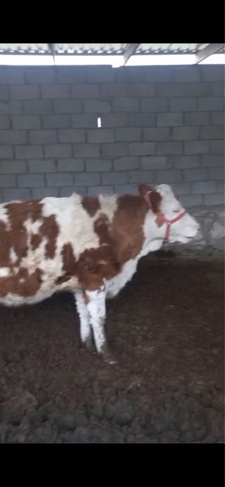 Simental angus  bugoz mollar sotiladi