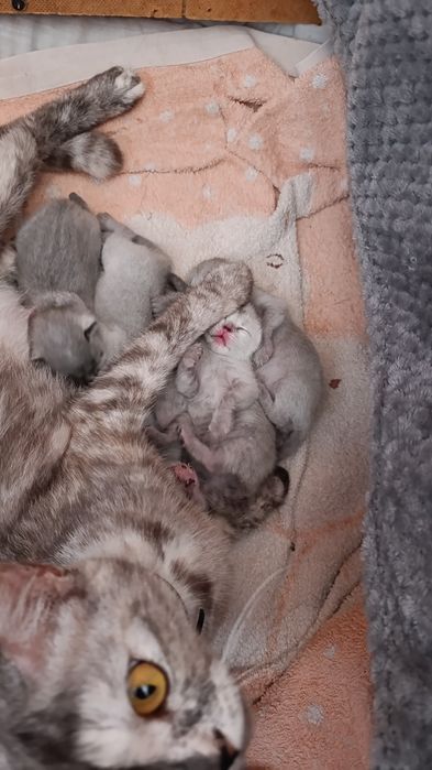 Бронь котят шотландские