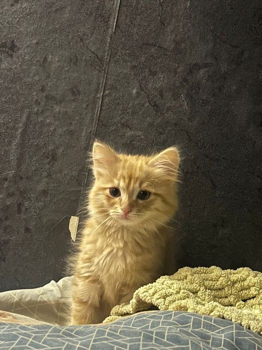 Отдам котят в добрые уроки