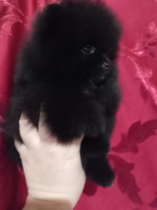 Продам щенков шпица