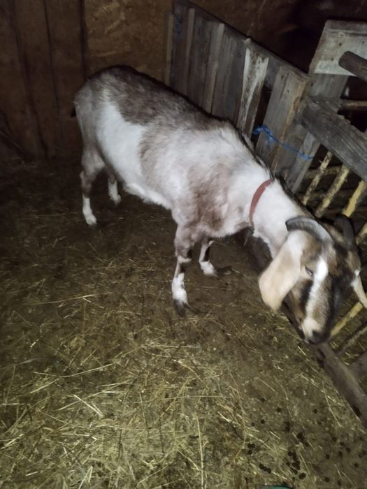 Vand 2capre,           !