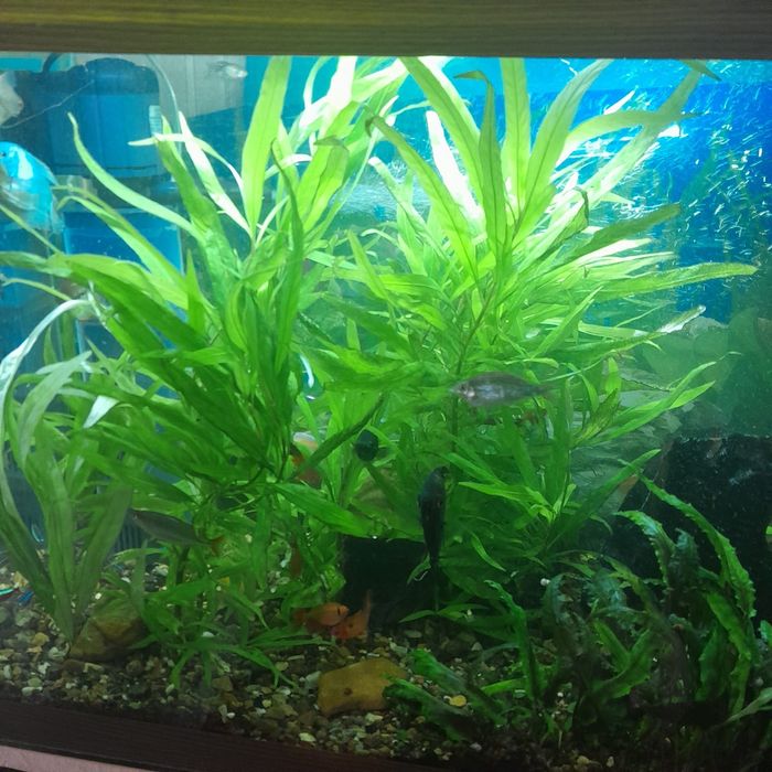 Аквариум, рыбки,растения.