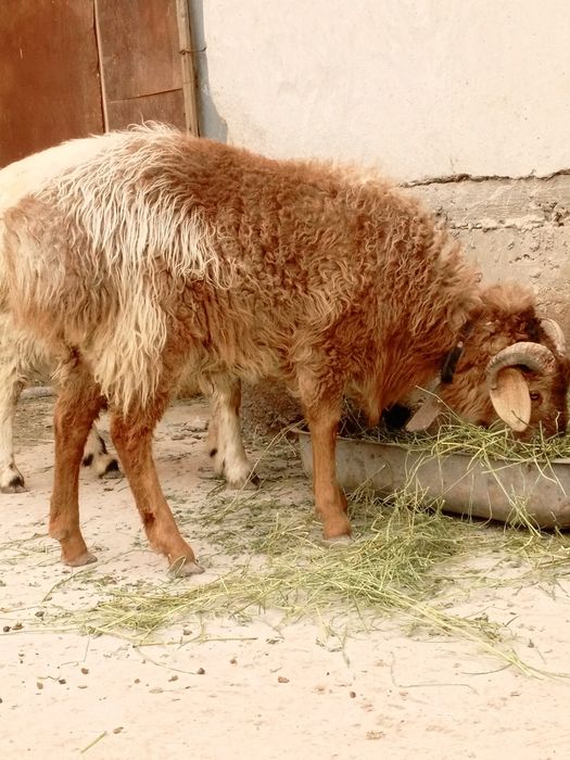 Қошқарлар  сатилады