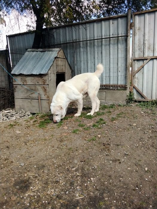 Mascul Asia centrală de 6 luni.
