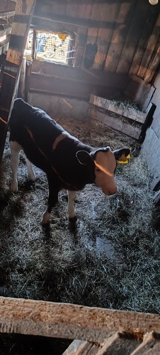Продам 2 месячную тёлочку
