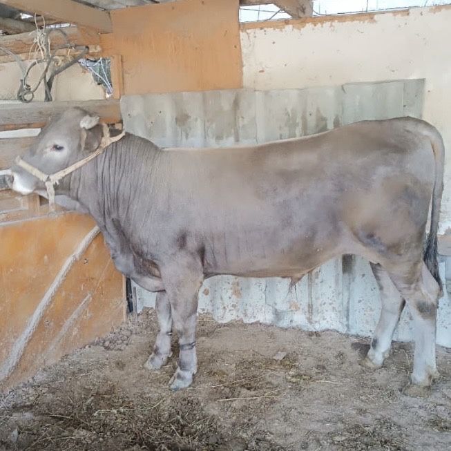 Продается бычок породистый