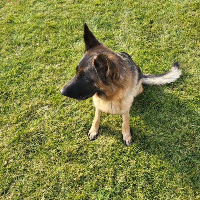 Щенки немецкой овчарки