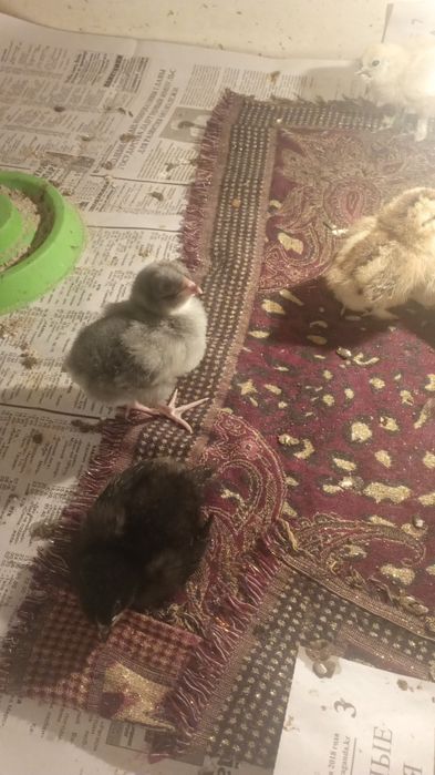 Соберу инкубационное яйцо микс
