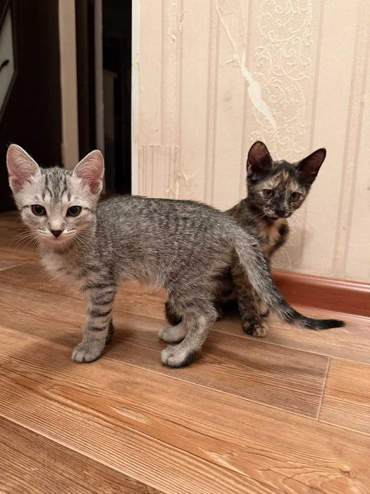 Котята девочки .