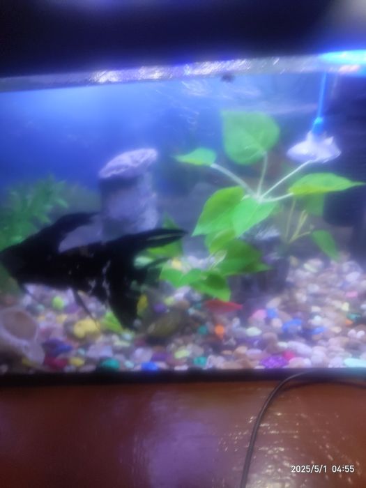 Аквариум с рыбками