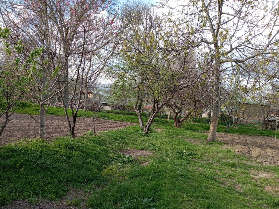 Октошда далаховли учун жуда мос 12 сути жой сотилади