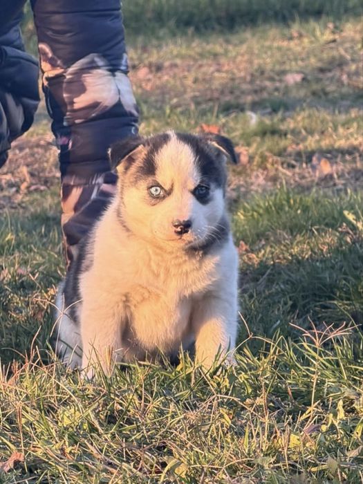 Pui Husky Siberian(exemplar deosebit)!