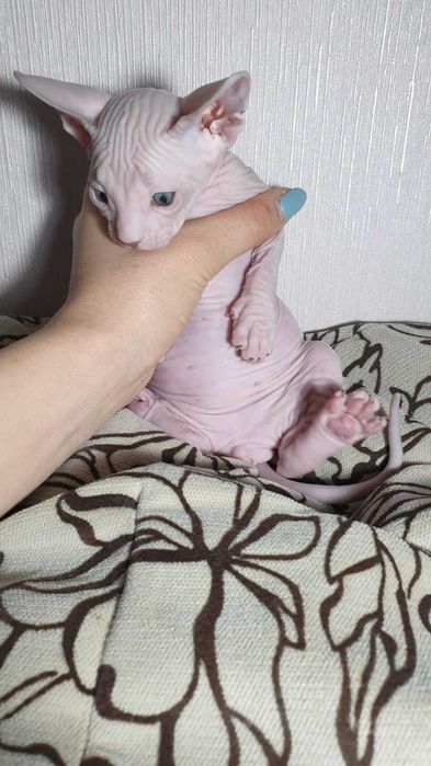 Продаются котята