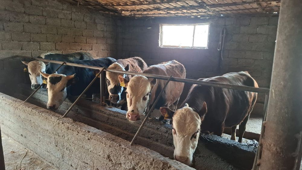 Бычки белоголовые 5голов