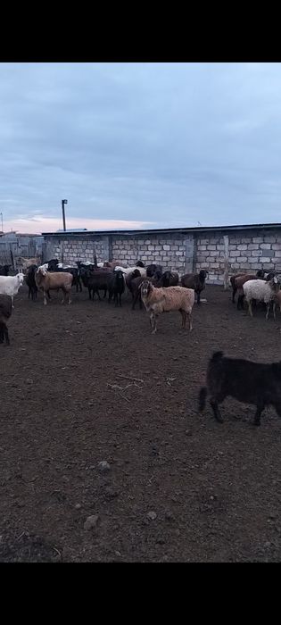 Аналық Қойлар сатылады 40 шақты Жас қойлар