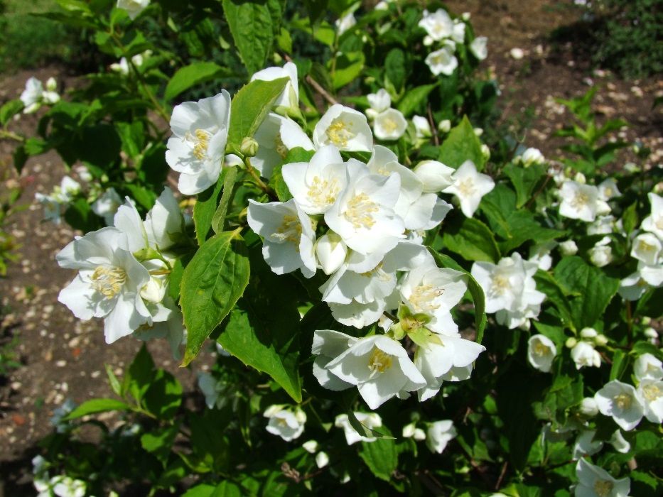 Iasomie parfumata Philadelphus