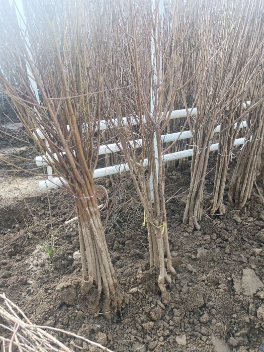 Сотилади Мевали кучатлар, ландшафт гуллари атир гул. Продаю Саженцы