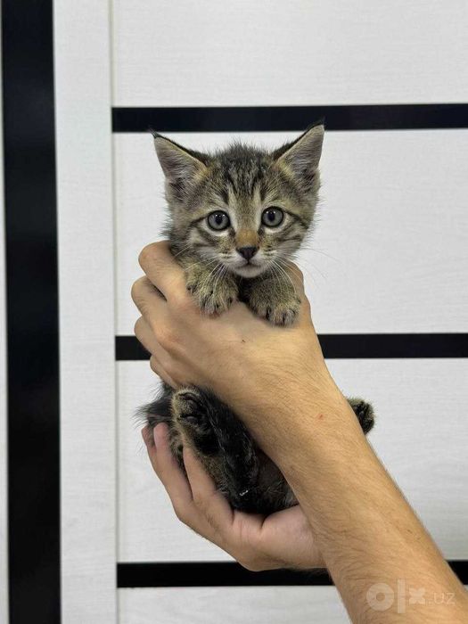 Очаровательный котенок , 3 месяца