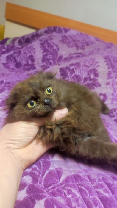 Отдам кошечку в хорошие руки