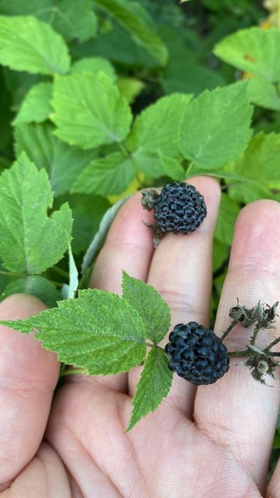 Продам  дом  с.Меновное