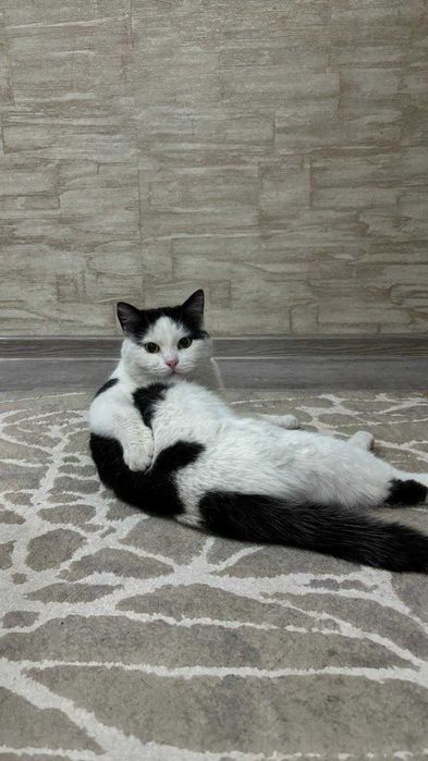 Кот Черчилль ищет старых или новых хозяев