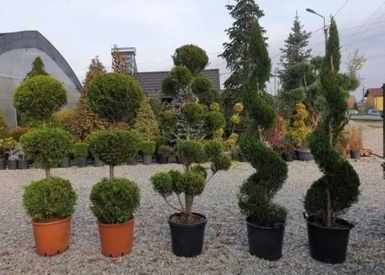 Plante Ornamentale Rezistente – Plata Doar la Livrare