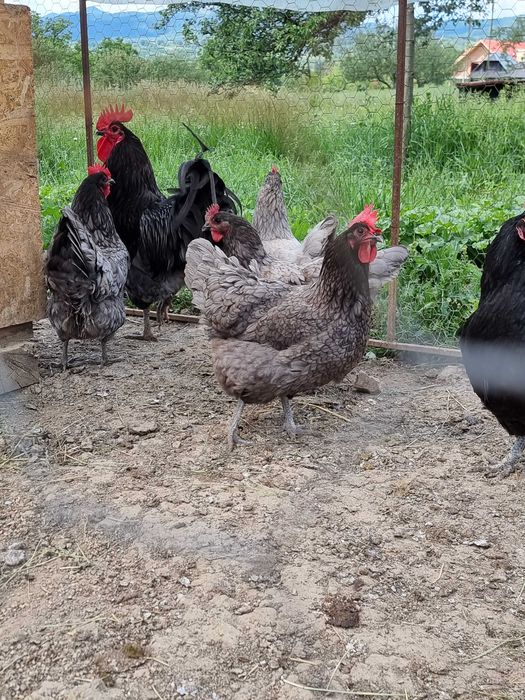 Oua pentru incubat din rasele brahma, australorp, leghorn si la bresse