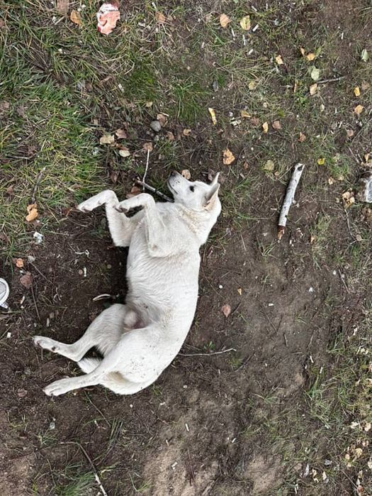 Снуп в поисках дома