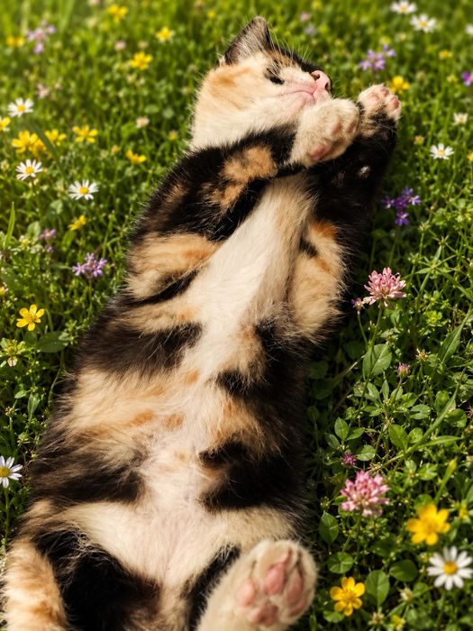 Котенок девочка ищет себе семью