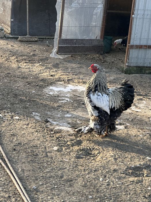 Vand cocosi Brahma silver si golden, cocosi si gaini Araucana