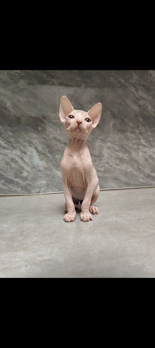 Котята канадский сфинкс