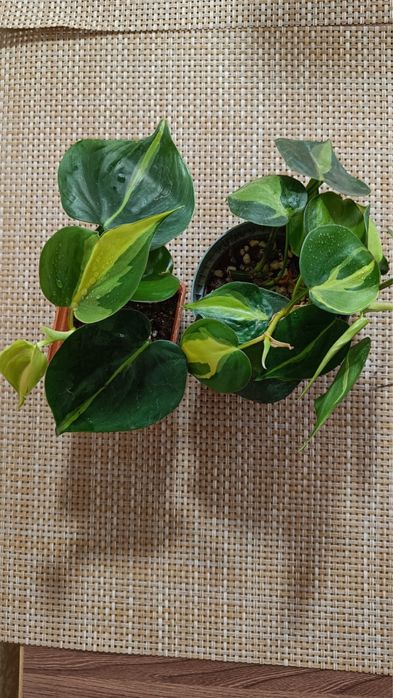 Сциндапсус  Лимон  Лайм, Филадендрон Бразил