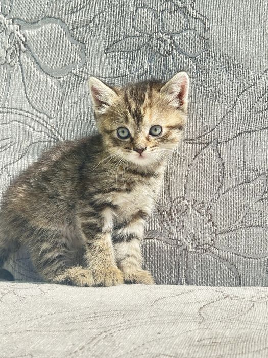 Котята ищут дом