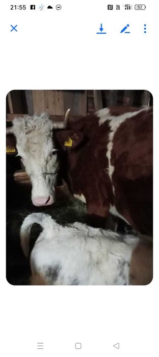 Vaci de vânzare doua vaci cu viței