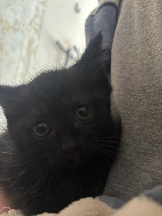 Котята ищут дом.