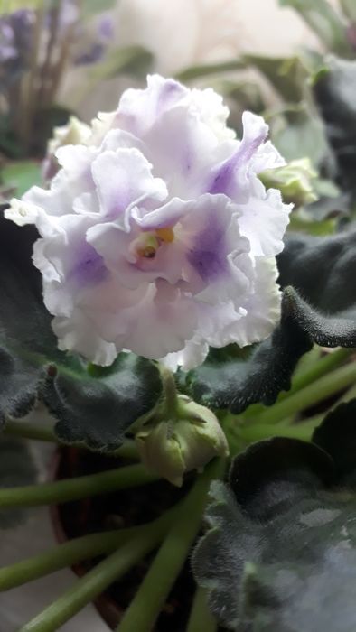 Продаются фиалки