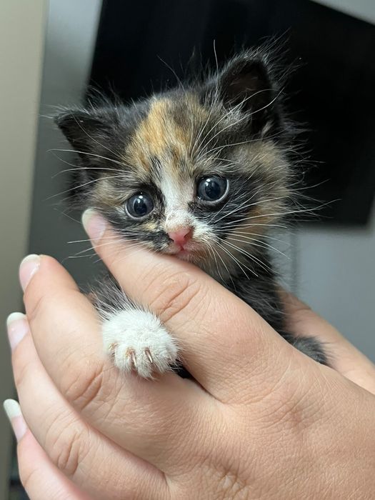 Отдам котёнка девочка