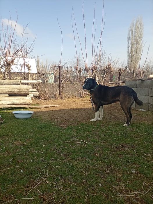 алабай сатылады