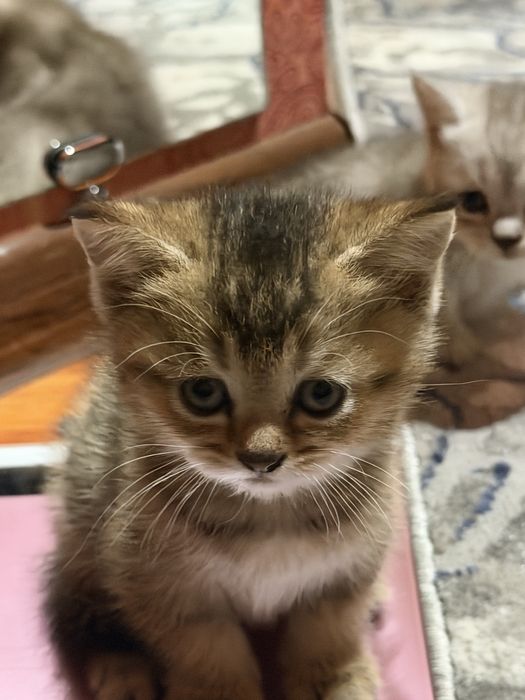 Кацата 1/5 месецов