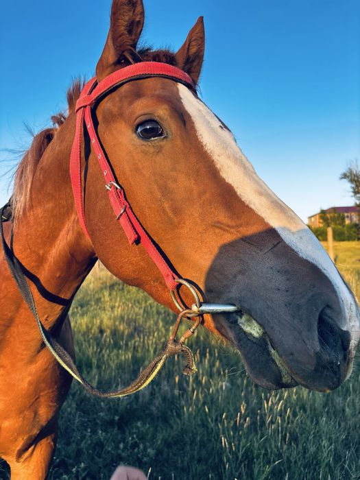 Лошадь англо тяж