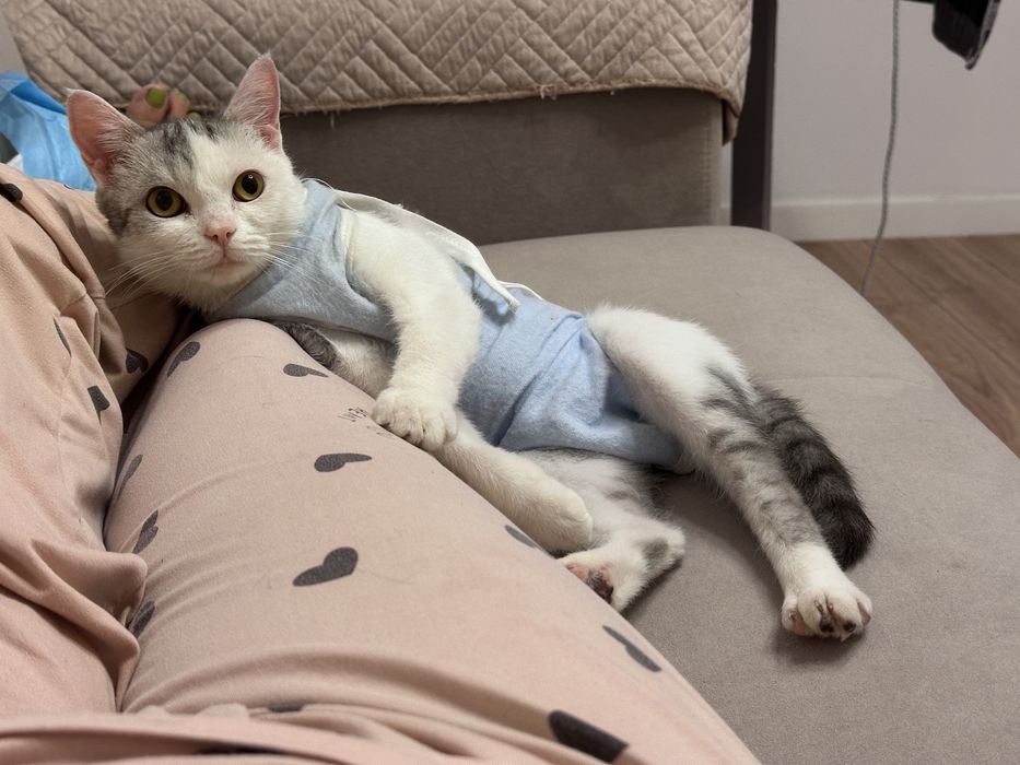 Пристрою кошечку