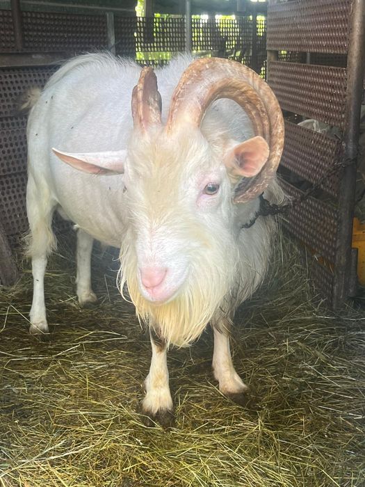 Capre, Iezi și Țap rasa Sannen