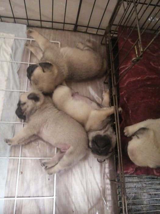 Вязка кабель мопс