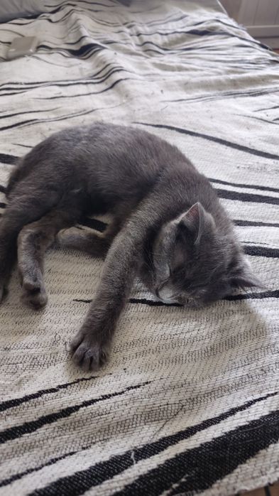 Отдам кошечку в добрые руки