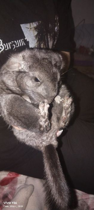 Продам шишнилу 35к