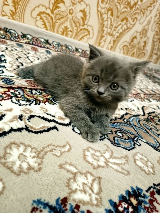 Britanskiy fold VA Britanskiy strayt