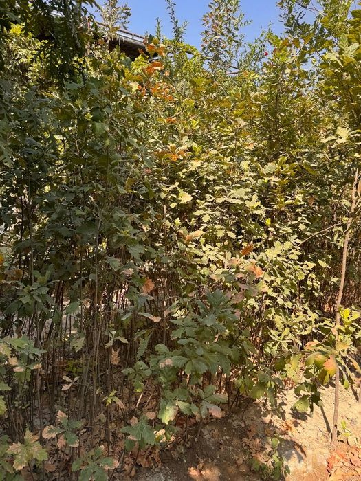 Manzarali dub kochatlari